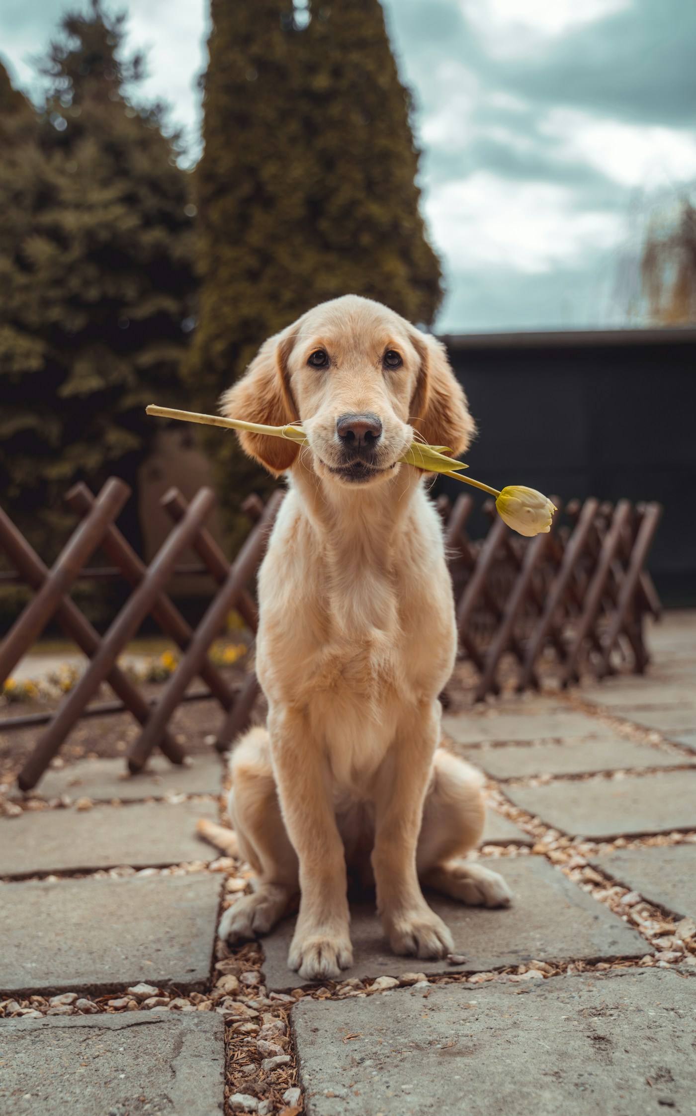 A happy golden retriever