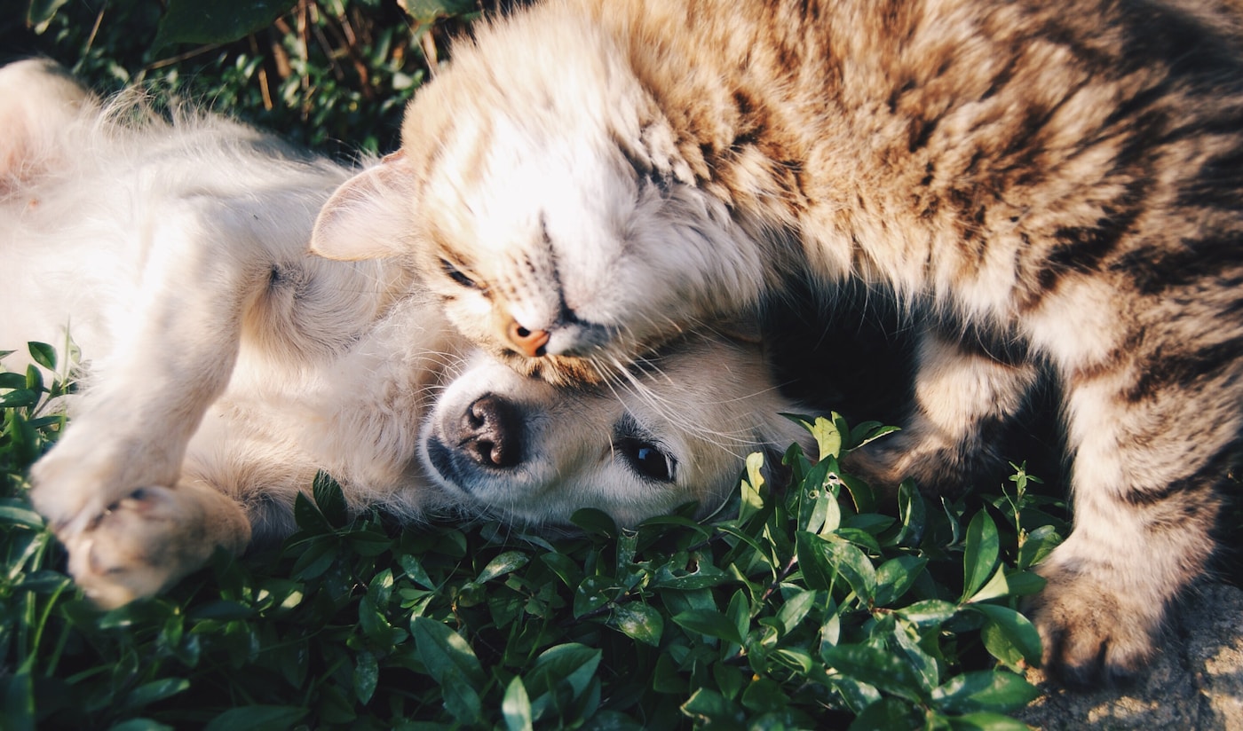 A puppy and kitten cuddling together