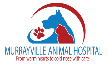 Murrayville Animal Hospital — From warm hearts to cold nose with care