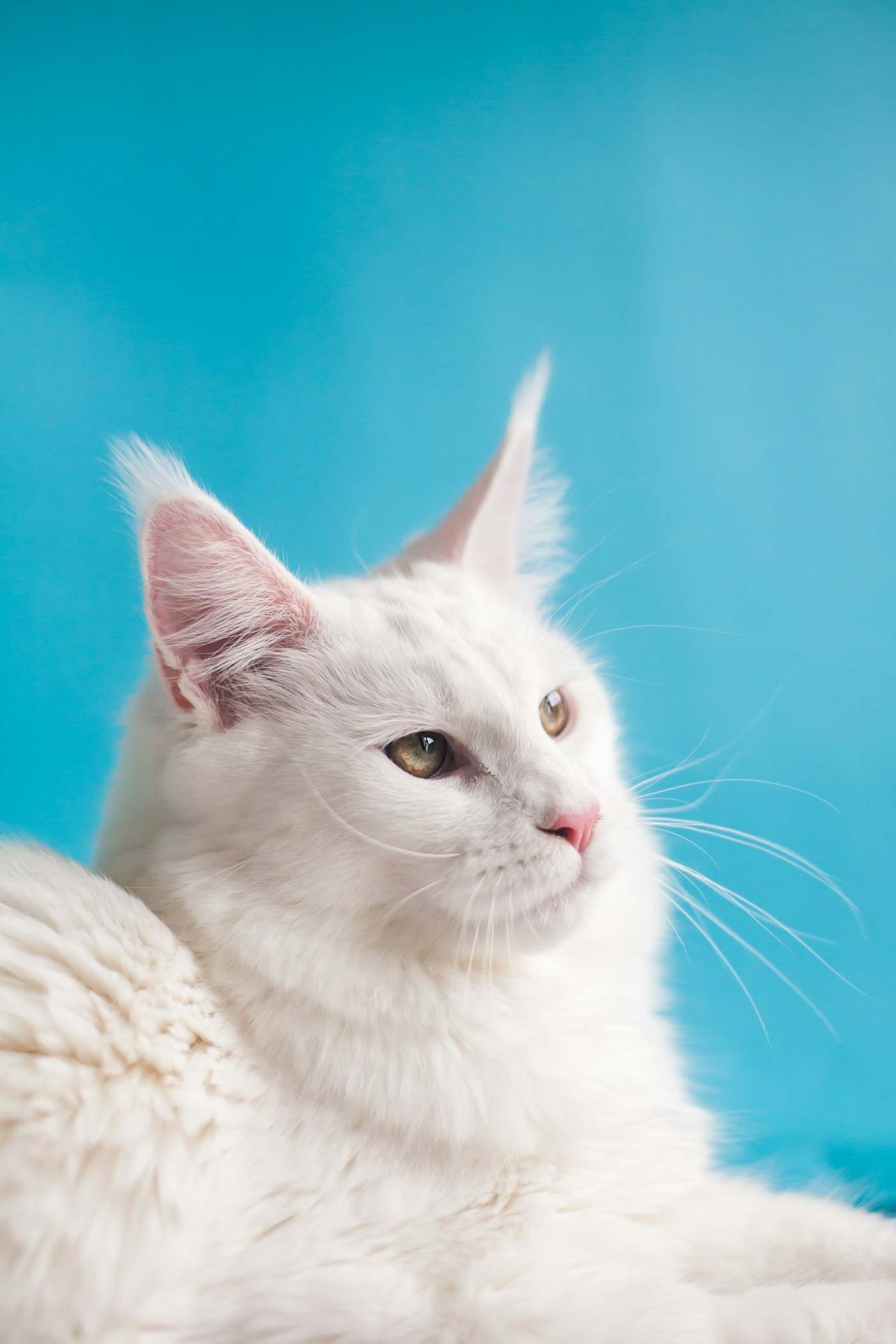 A serene Persian cat